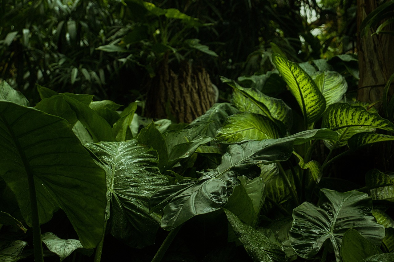 tonka beans: a fragrance-driven exploration of the forbidden fruit