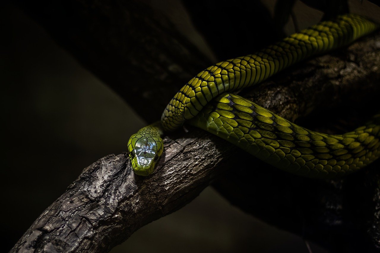 the ballad of songbirds and snakes – book review